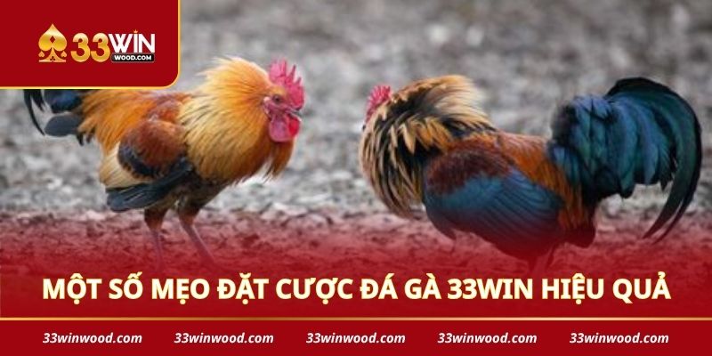 Một số mẹo đặt cược đá gà 33win hiệu quả